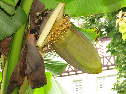Bananenblüte